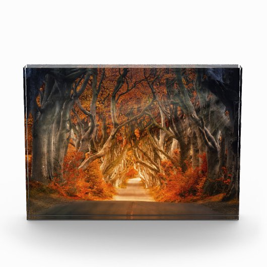 茂みを抜ける秋 フォトブロック (正面)