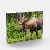 茂瀬 |アラスカ、ケナイ半島 フォトブロック (左)