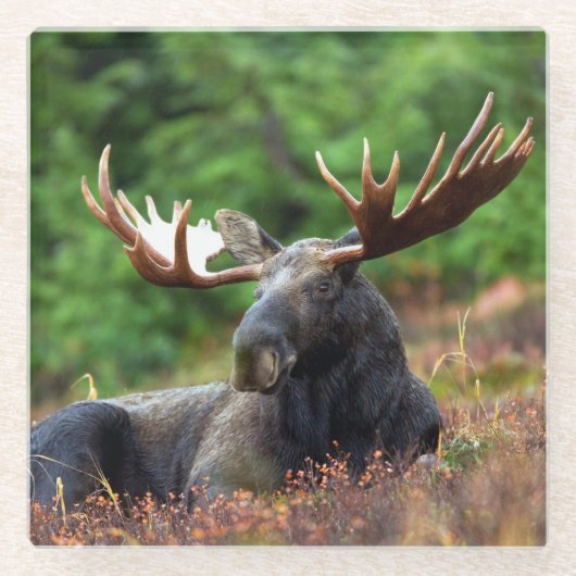 茂瀬 ガラスコースター (正面)