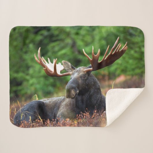 茂瀬 シェルパブランケット (正面(横))