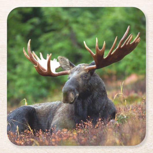 茂瀬 スクエアペーパーコースター (正面)