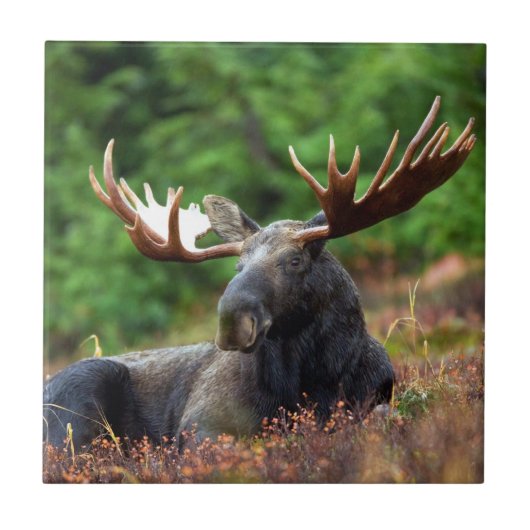 茂瀬 タイル (正面)