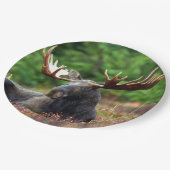 茂瀬 ペーパープレート (アングル)