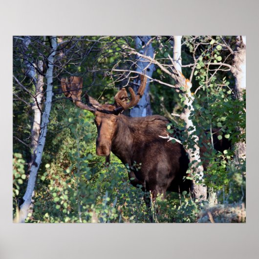 茂瀬 ポスター (正面)