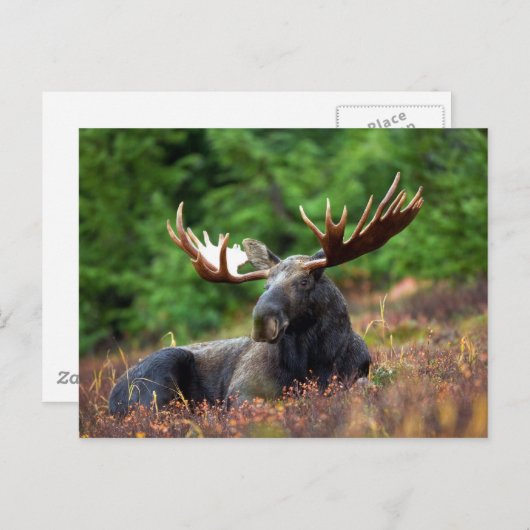 茂瀬 ポストカード (正面/裏面)