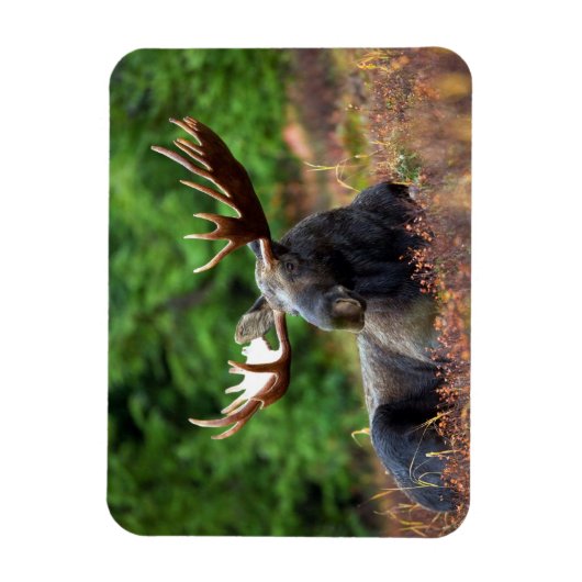 茂瀬 マグネット (縦)