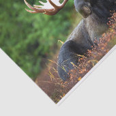 茂瀬 薄葉紙 (詳細)