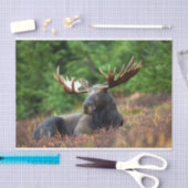 茂瀬 薄葉紙 (クラフト)