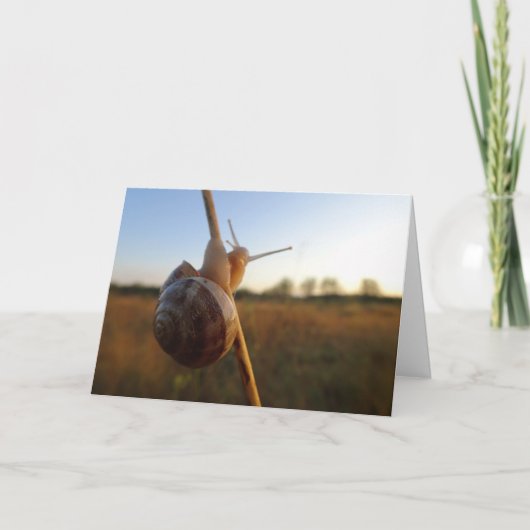 茎にカタツムリ カード (正面)