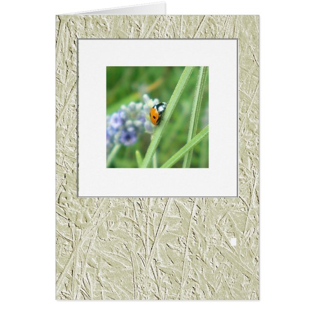 茎のてんとう虫 (正面)