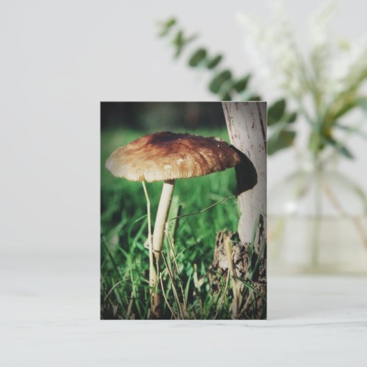 茎 ポストカード (スタンド正面)