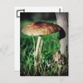 茎 ポストカード (正面/裏面)