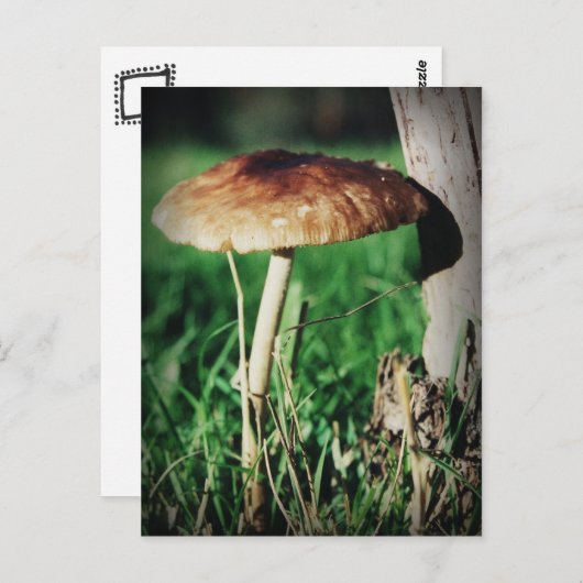 茎 ポストカード (正面/裏面)