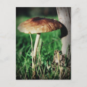 茎 ポストカード (正面)