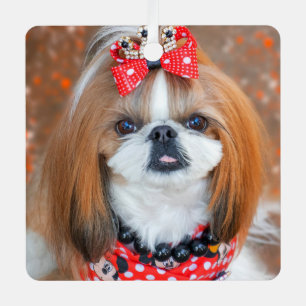 茶と白のシーズー（犬）の子犬 メタルオーナメント