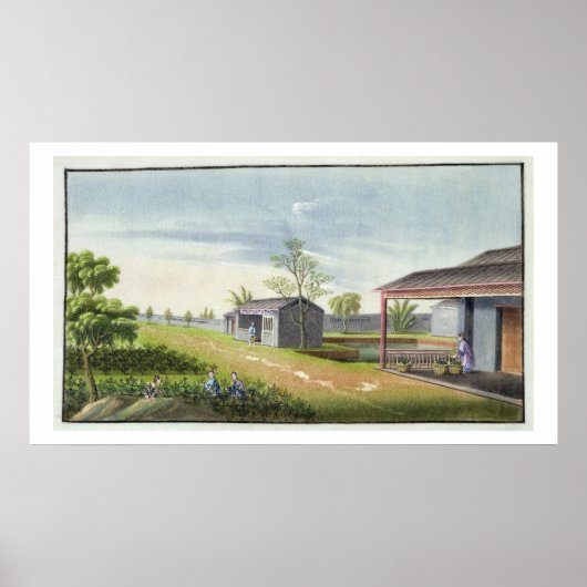 茶の植物の世話(紙付き) ポスター (正面)