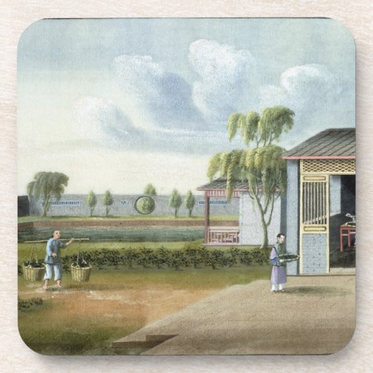 茶を分類します(w/c紙で) コースター (正面)