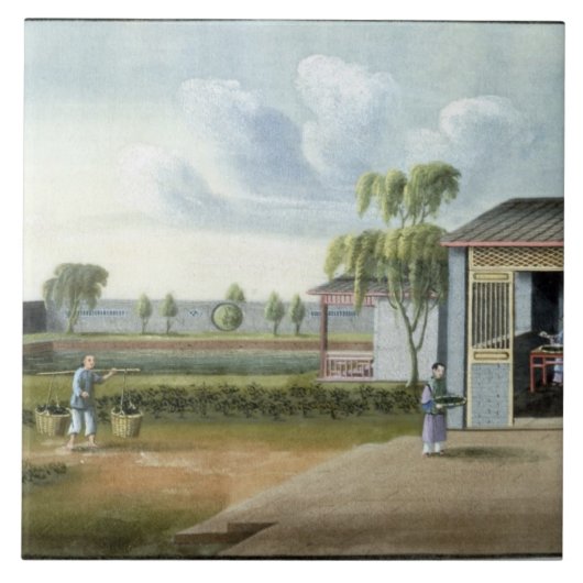 茶を分類します(w/c紙で) タイル (正面)