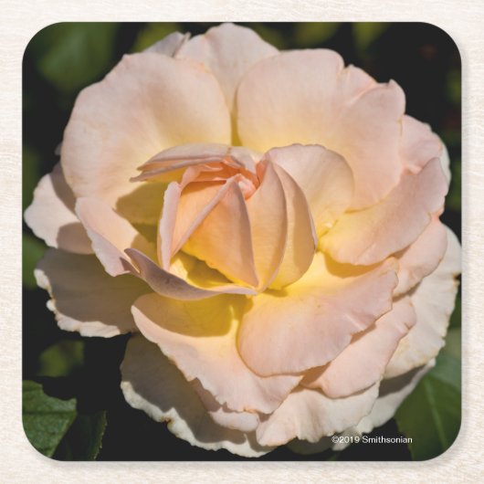 茶バラ スクエアペーパーコースター (正面)