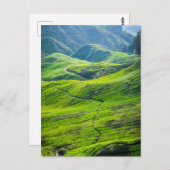 茶プランテーション ポストカード (正面/裏面)