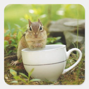 茶時間シマリス スクエアシール
