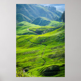 茶畑の通り ポスター