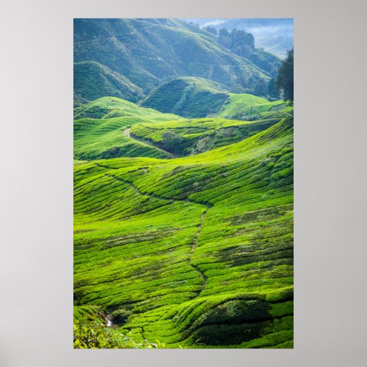 茶畑の通り ポスター (正面)