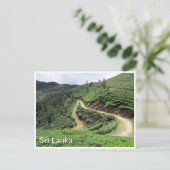 茶畑スリランカ ポストカード (スタンド正面)