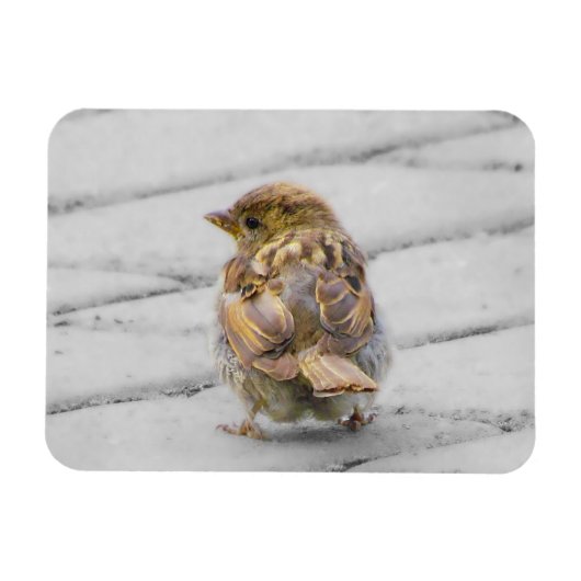 茶色いスズメ マグネット (横)