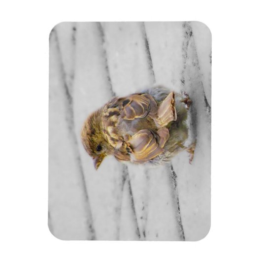 茶色いスズメ マグネット (縦)