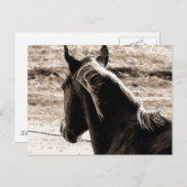 茶色いトーンのスコッチ ポストカード (正面/裏面)