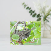 茶色い喉のナマケモノ ポストカード (スタンド正面)