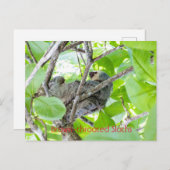 茶色い喉のナマケモノ ポストカード (正面/裏面)