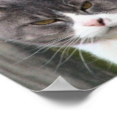 茶色い目で太った黒いタビー猫のクローズアップ ポスター (角)