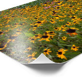 茶色い目のスーザンの花のフィールド。 フォトプリント            (角)