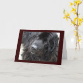 茶色い目の黄褐色 カード (黄色い花)