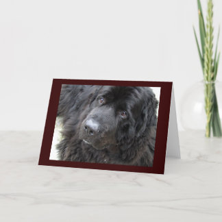 茶色い目の黄褐色 カード