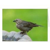 茶色い頭付きカウバードグリーティングカード (正面横)