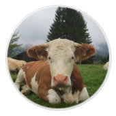 茶色および白い牛置くことの閉めて下さい セラミックノブ (正面)