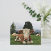 茶色と白い牛が倒れているのを閉じる ポストカード (スタンド正面)