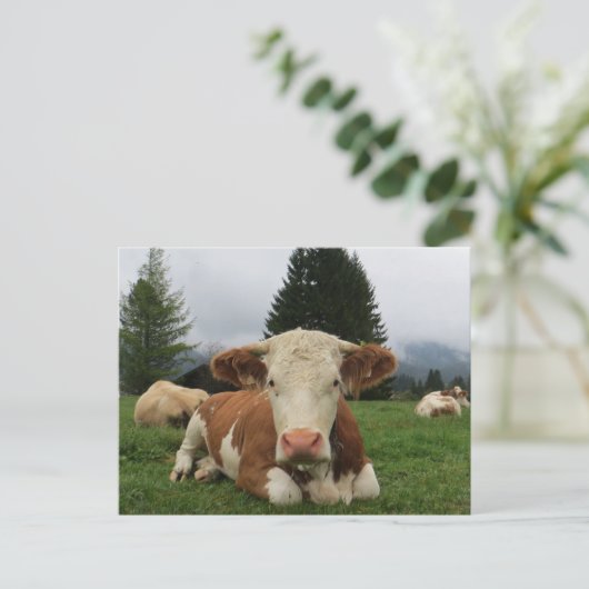 茶色と白い牛が倒れているのを閉じる ポストカード (スタンド正面)