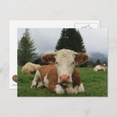 茶色と白い牛が倒れているのを閉じる ポストカード (正面/裏面)