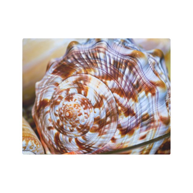 茶色と白のシーシェルウォールメタルアート メタルプリント (正面)
