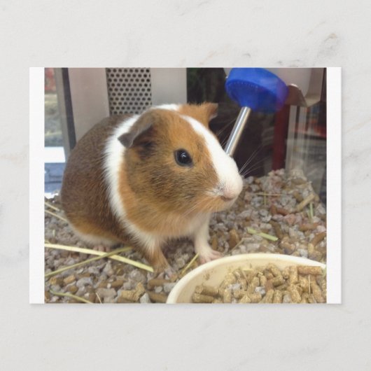 茶色と白のモルモット ポストカード (正面)