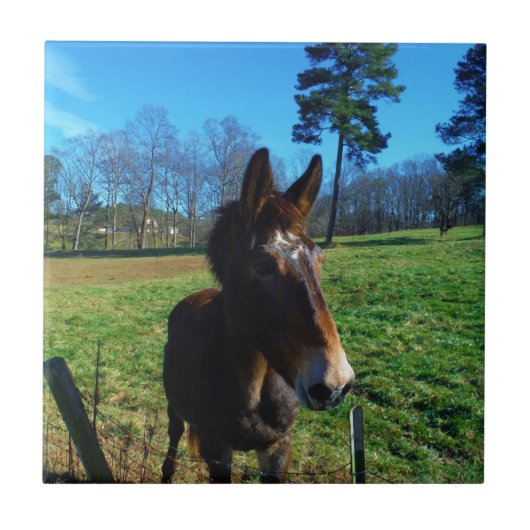 茶色と白のラバ タイル (正面)