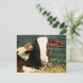 茶色と白の乳牛 ポストカード (スタンド正面)