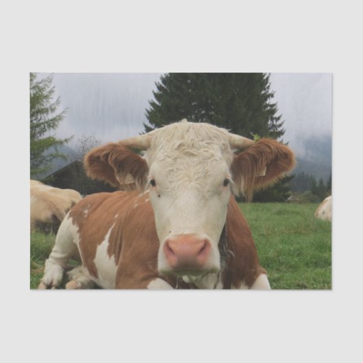 茶色と白の牛が倒れるクローズアップ 薄葉紙 (正面)