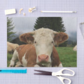 茶色と白の牛が倒れるクローズアップ 薄葉紙 (クラフト)