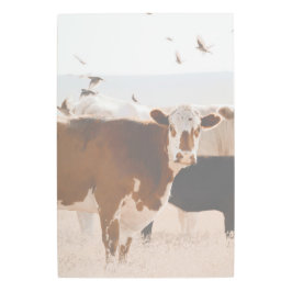茶色と白の牛の羽ばたき鳥の国 メタルプリント