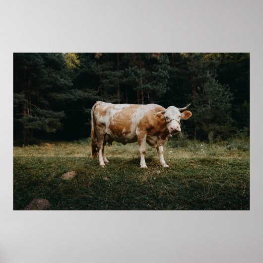 茶色と白の鎖のついた牛 ポスター (正面)